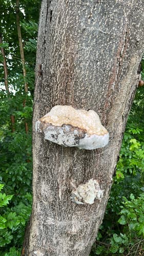 Żagwiowce