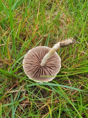 kruchaweczka kępkowa