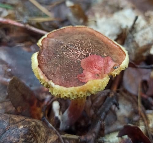 Xerocomellus