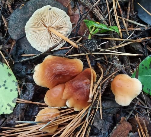 Gymnopus