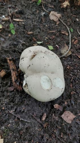 Czasznica olbrzymia
