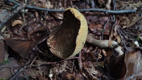 Suchogrzybek obciętozarodnikowy