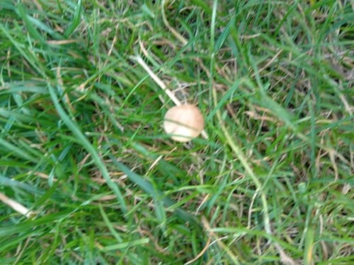 Kołpaczek szorstkozarodnikowy