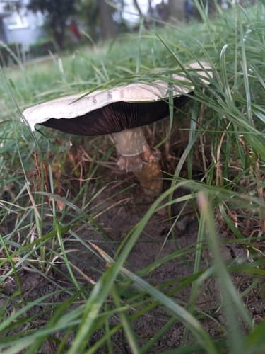 Pieczarka biaława