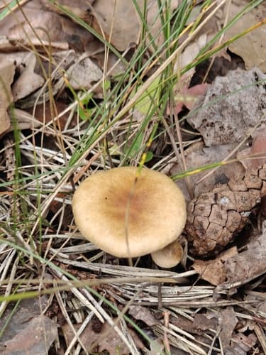 Pholiota highlandensis