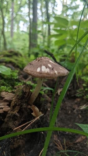 Drobnołuszczak jeleni