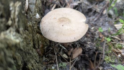 Drobnołuszczak jeleni