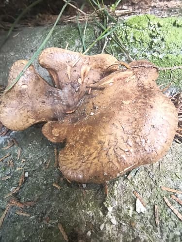 Paxillus cuprinus