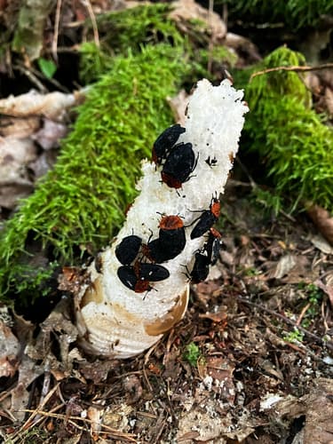 Sromotnik smrodliwy