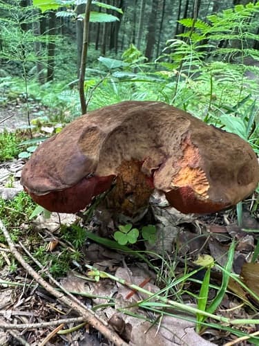 krasnoborowik ceglastopory