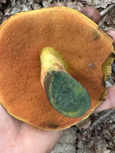 krasnoborowik ceglastopory