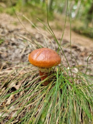 Maślak żółty