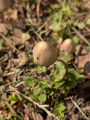 Kruchaweczka twardotrzonowa