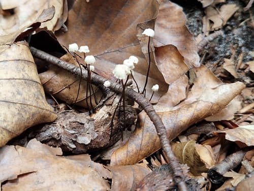 Marasmius