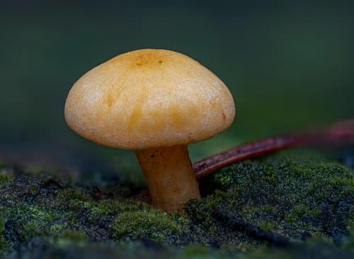 Rycerzyk oliwkowożółty