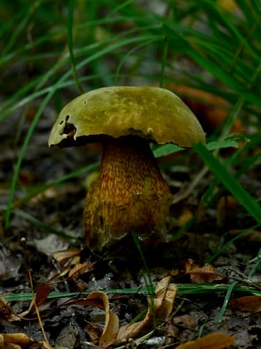 Modroborowik ponury
