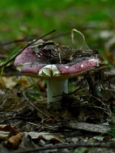 Gołąbek