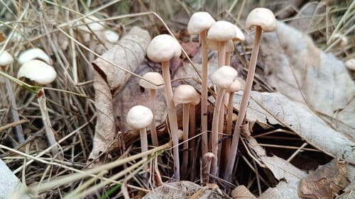 Łysostopek pozrastany