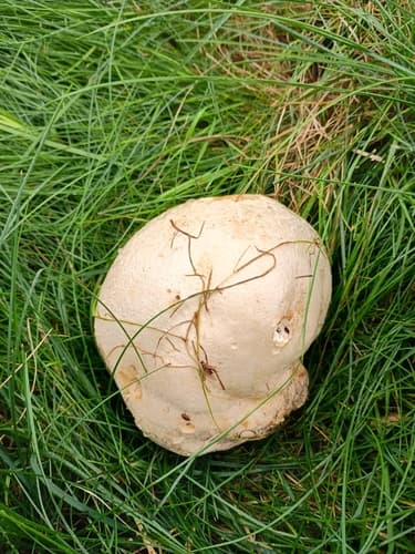Czasznica olbrzymia