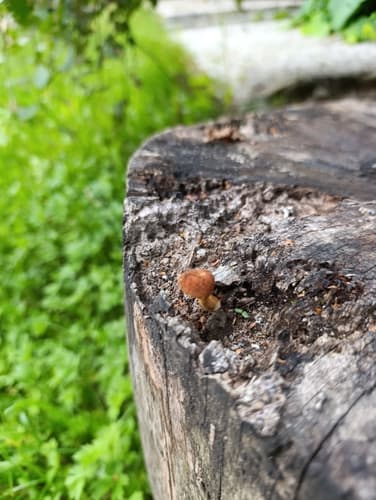 Pholiota granulosa