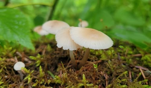 grzybówka popielatotrzonowa