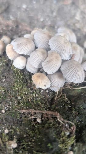 Czernidłak gromadny