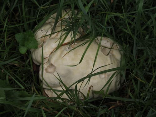 Czasznica olbrzymia
