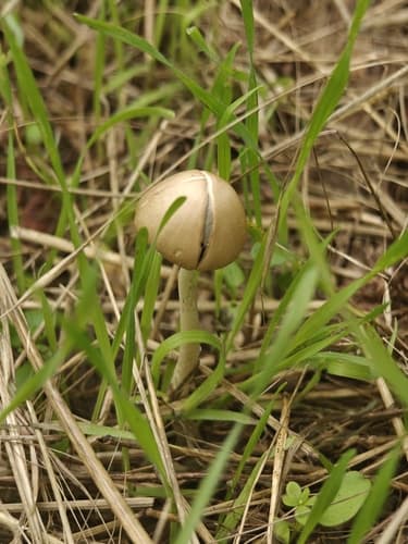 Canocipes