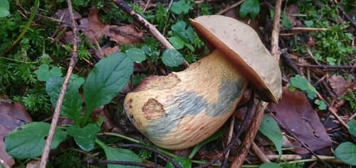 Modroborowik ponury