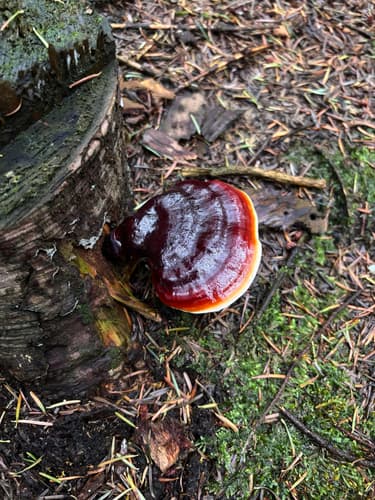 Ganoderma lucidum