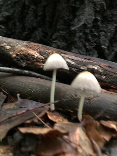 Ephemerocybe impatiens