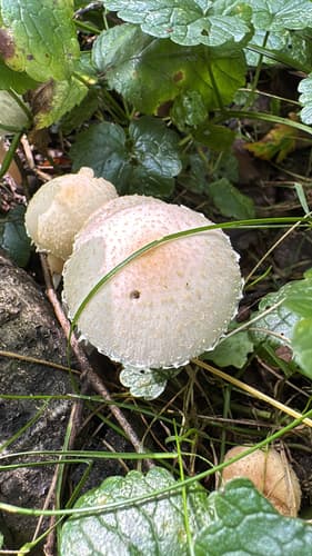 Agaricineae