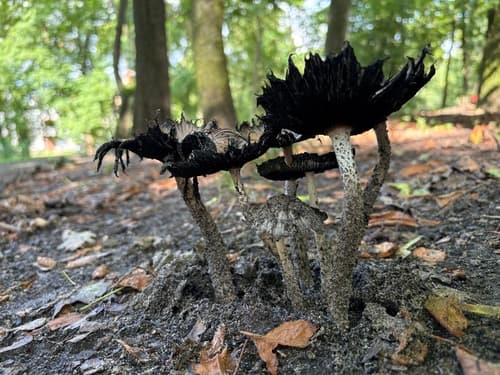 Coprinopsis romagnesiana