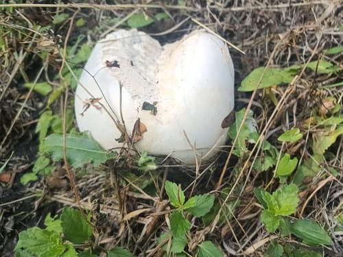 Czasznica olbrzymia