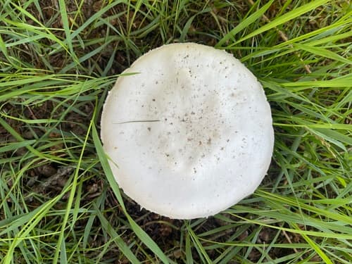 Pieczarka łąkowa