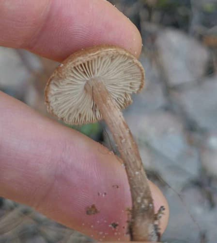 Inocybaceae