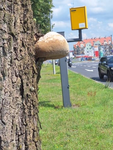 Guzoczyrka dębowa