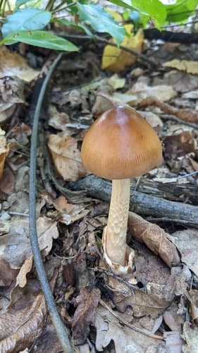 Amanita fulva