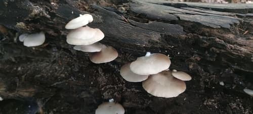 Crepidotus