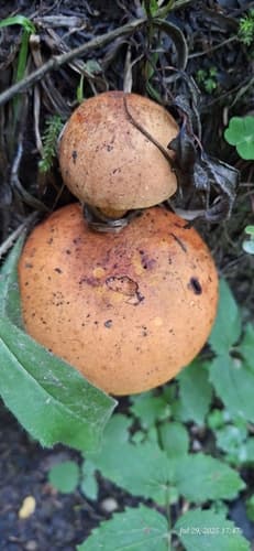Gyroporus