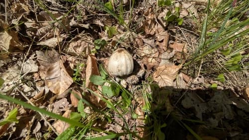 Coprinopsis