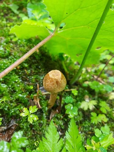 kruchawica aksamitna