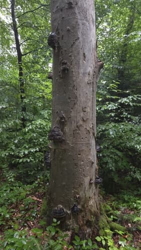 Czyreń jodłowy
