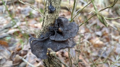 Kisielnica trzoneczkowa