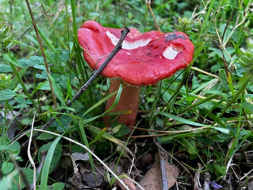 Gołąbek krwisty