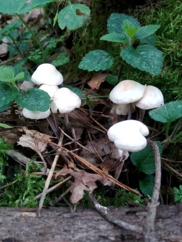 Pieczarniaki