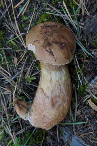 Goryczak żółciowy