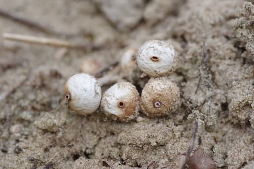 Tulostoma