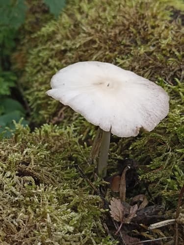 Kruchaweczka zaroślowa