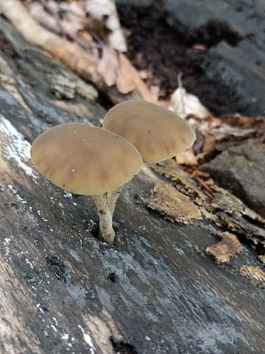 Simocybe
